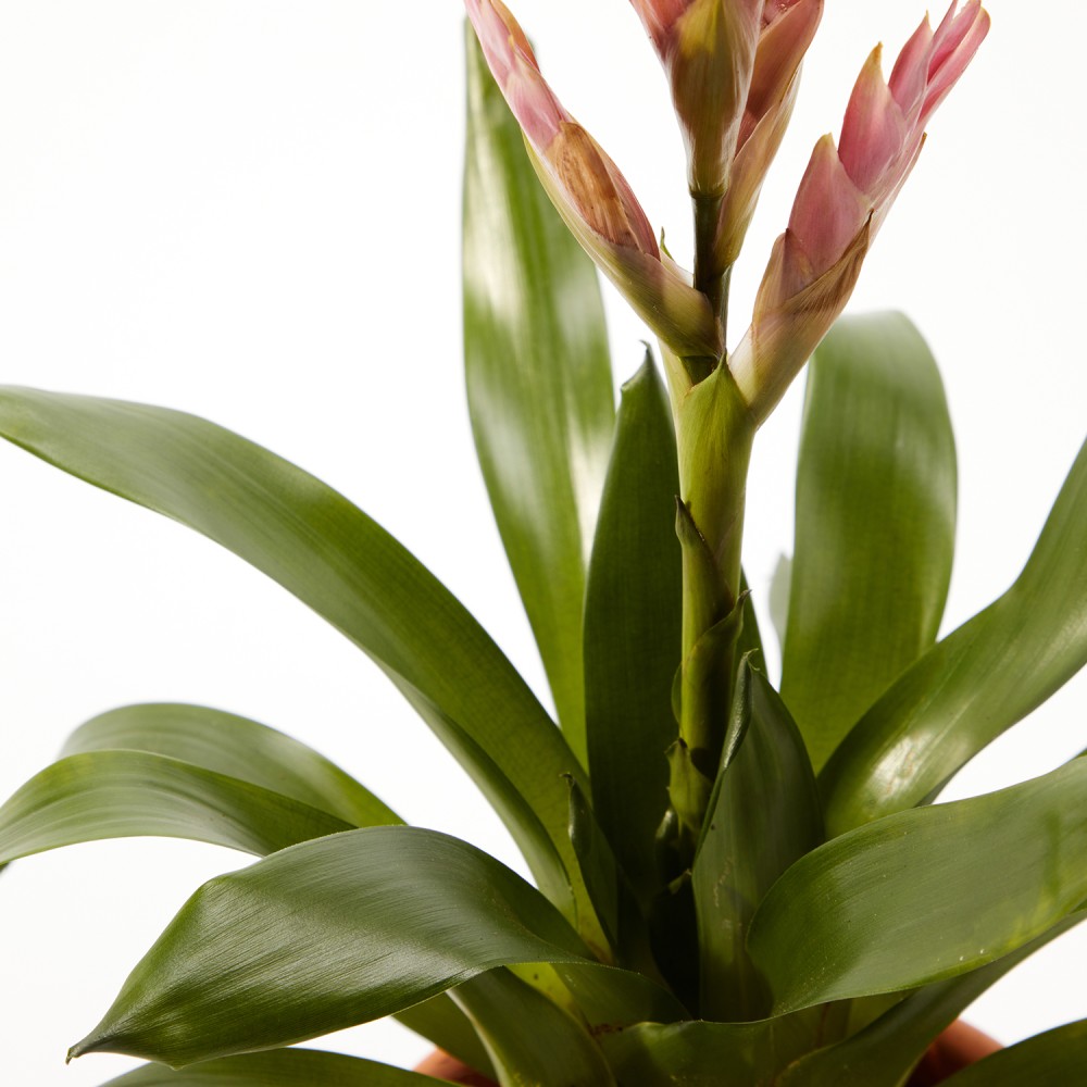 Тилландсия Амира