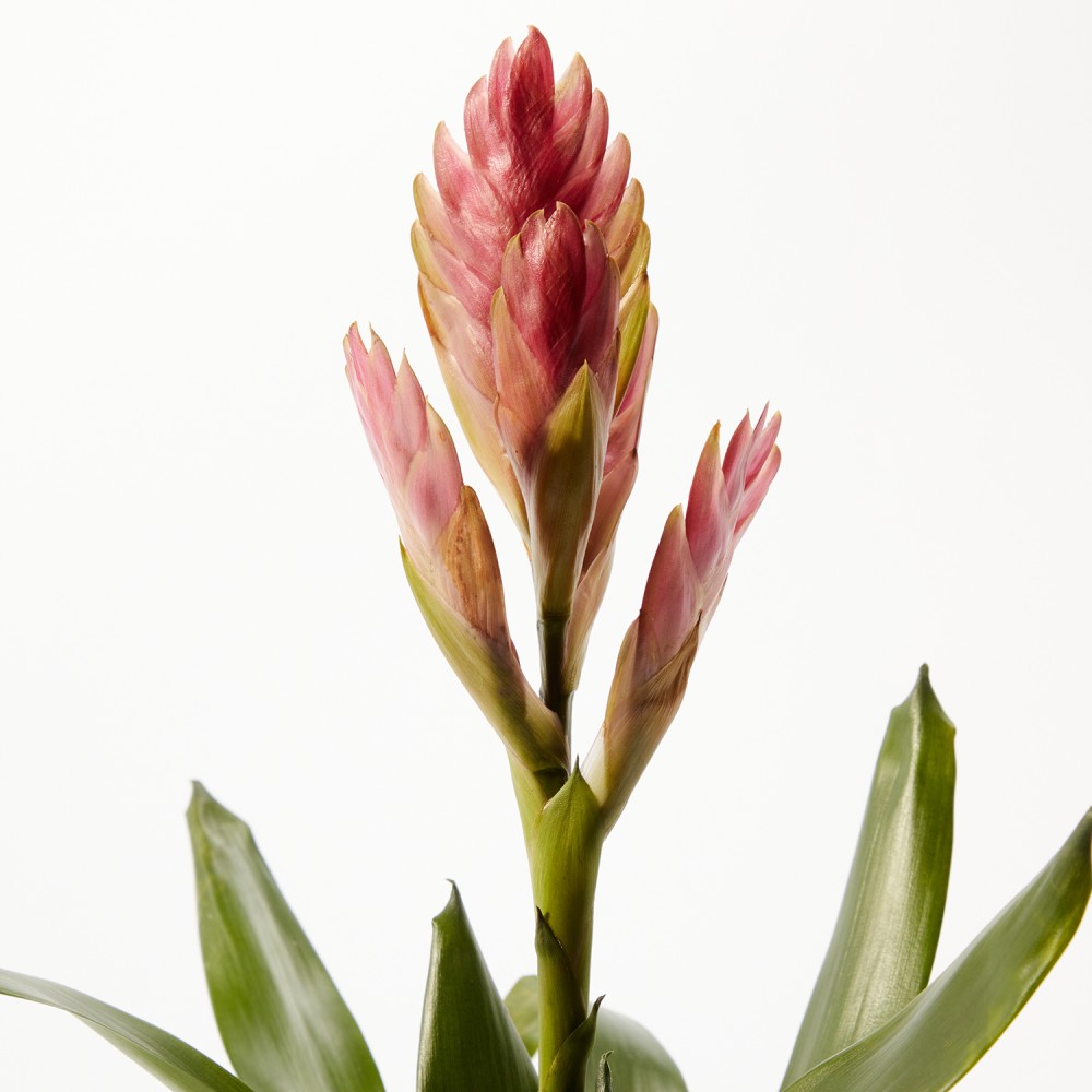 Тилландсия Амира