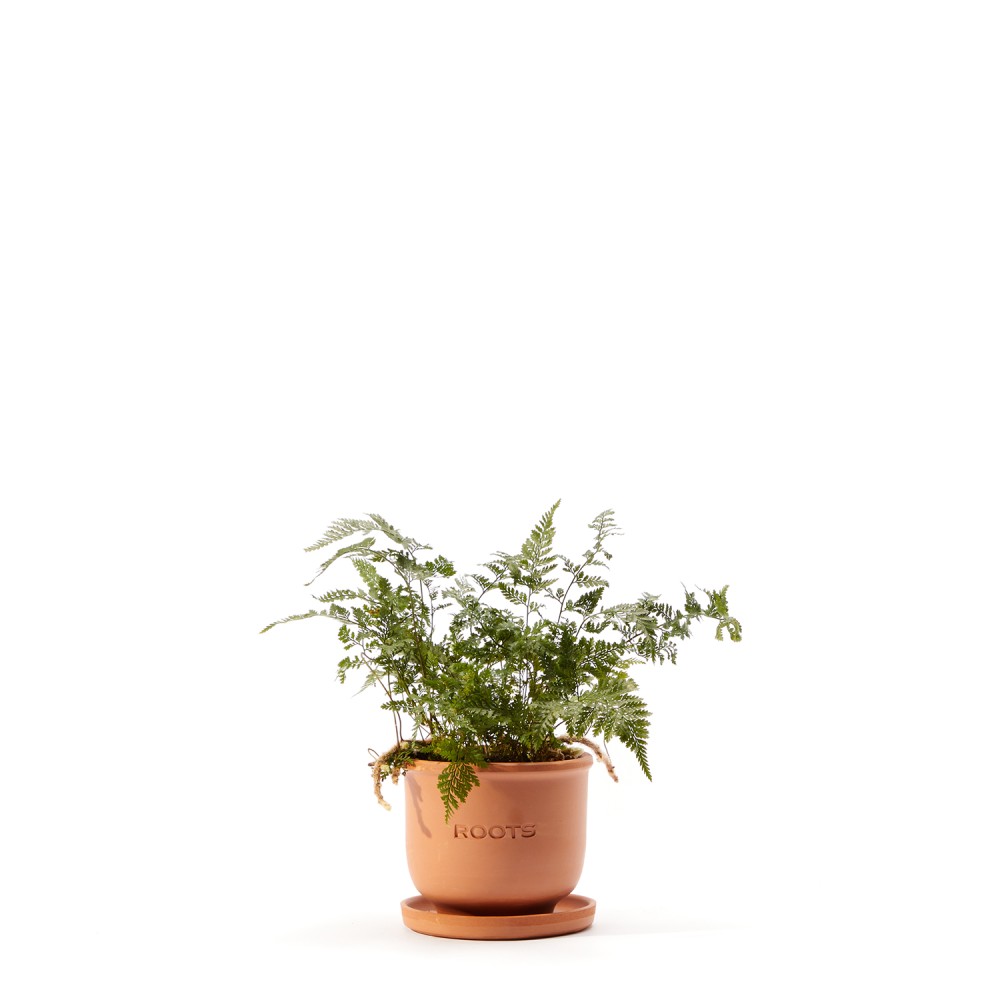 Даваллия Даваллия