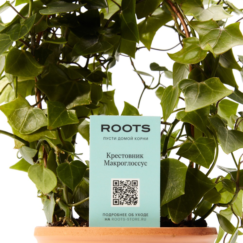 Крестовник Макроглоссус Крестовник Макроглоссус