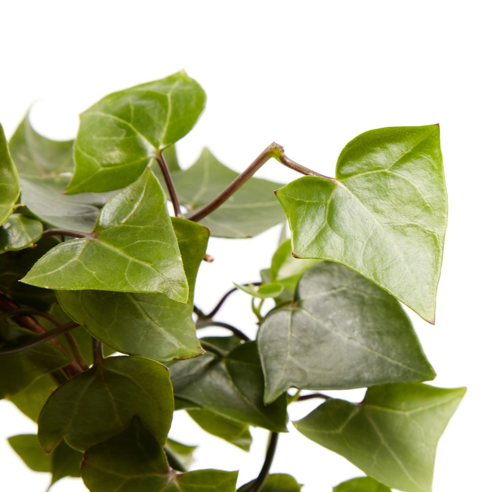 Крестовник Макроглоссус Крестовник Макроглоссус