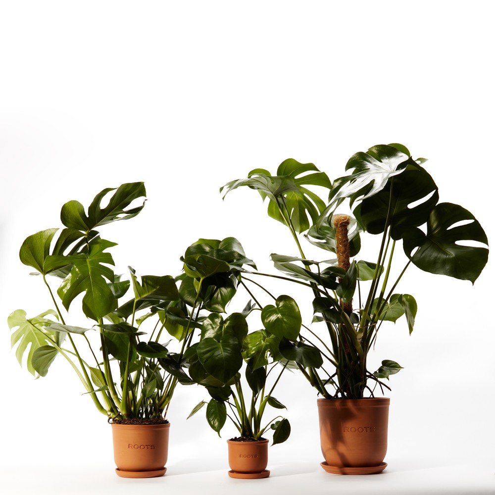 Монстера Делициоза Монстера Делициоза