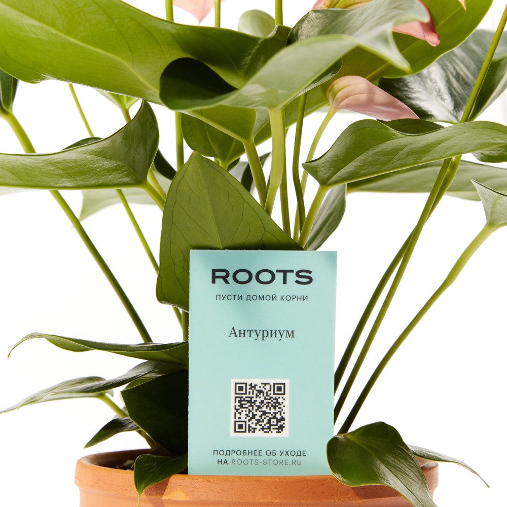 Антуриум Карма Пинк Антуриум Карма Пинк