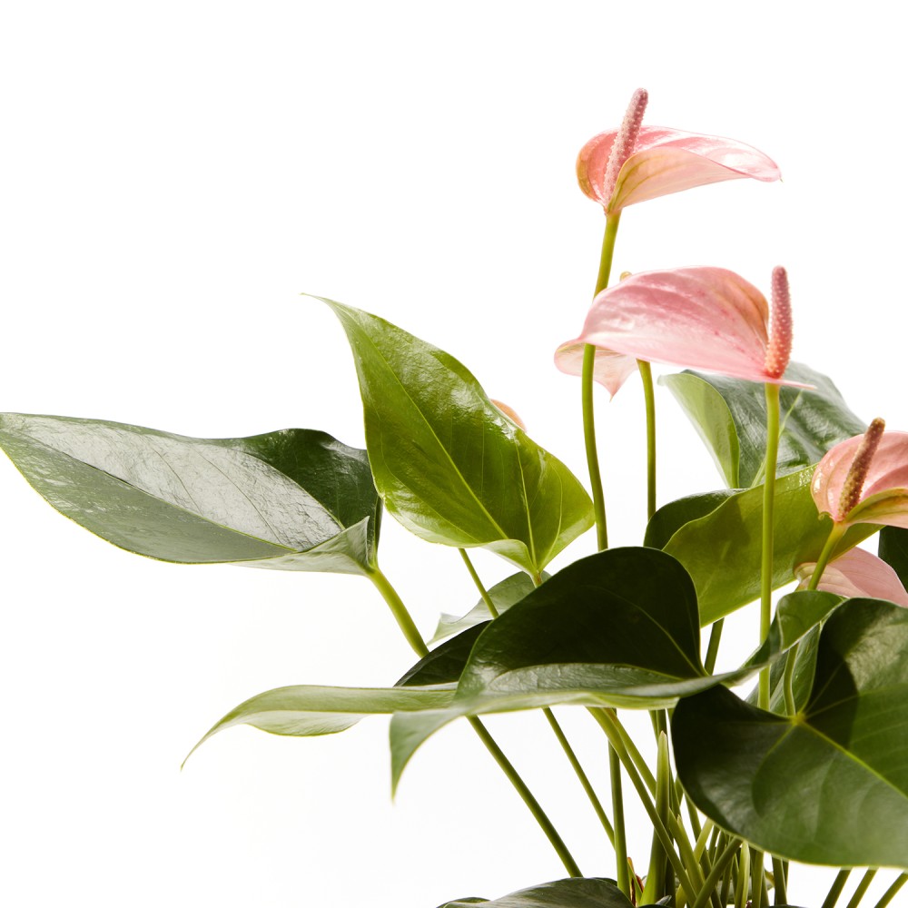 Антуриум Карма Пинк Антуриум Карма Пинк