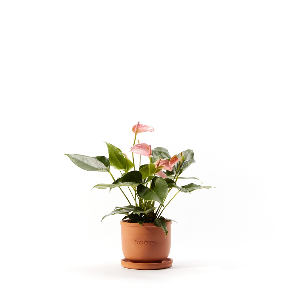 Антуриум Карма Пинк Антуриум Карма Пинк