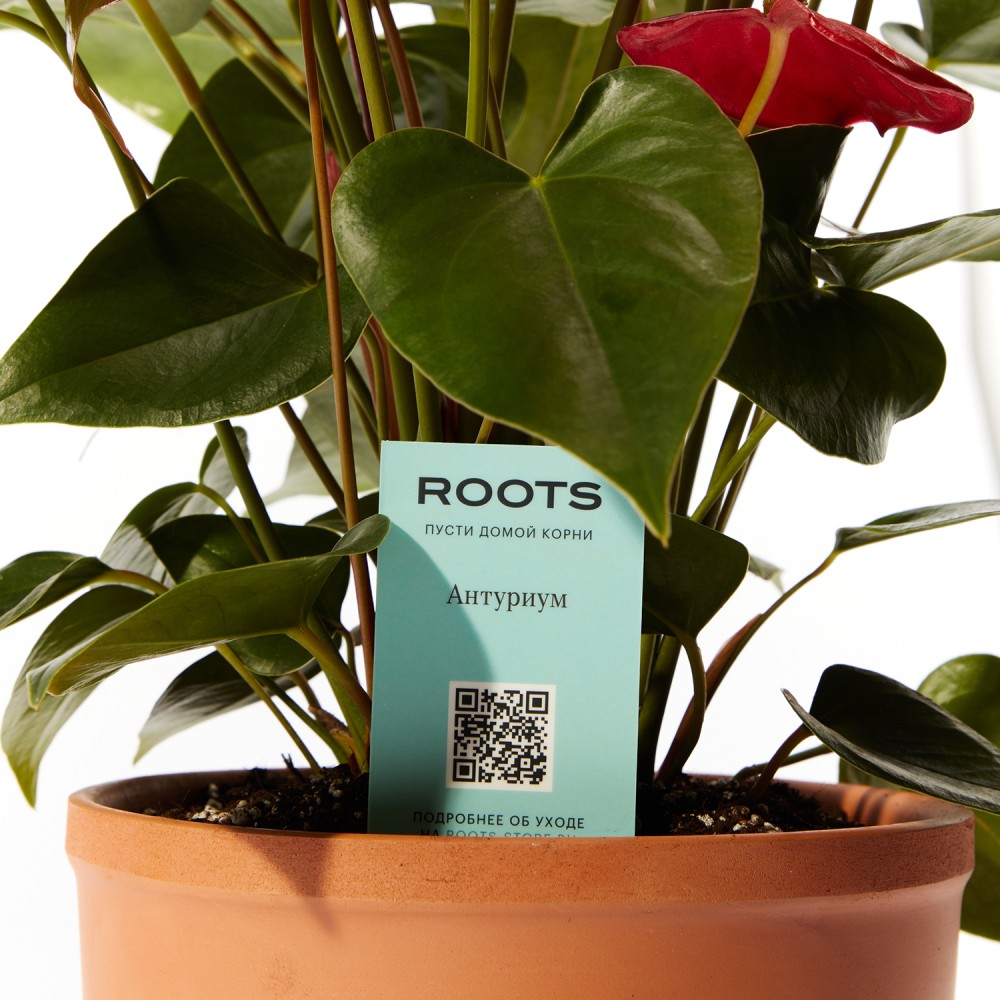 Антуриум Карма Антуриум Карма