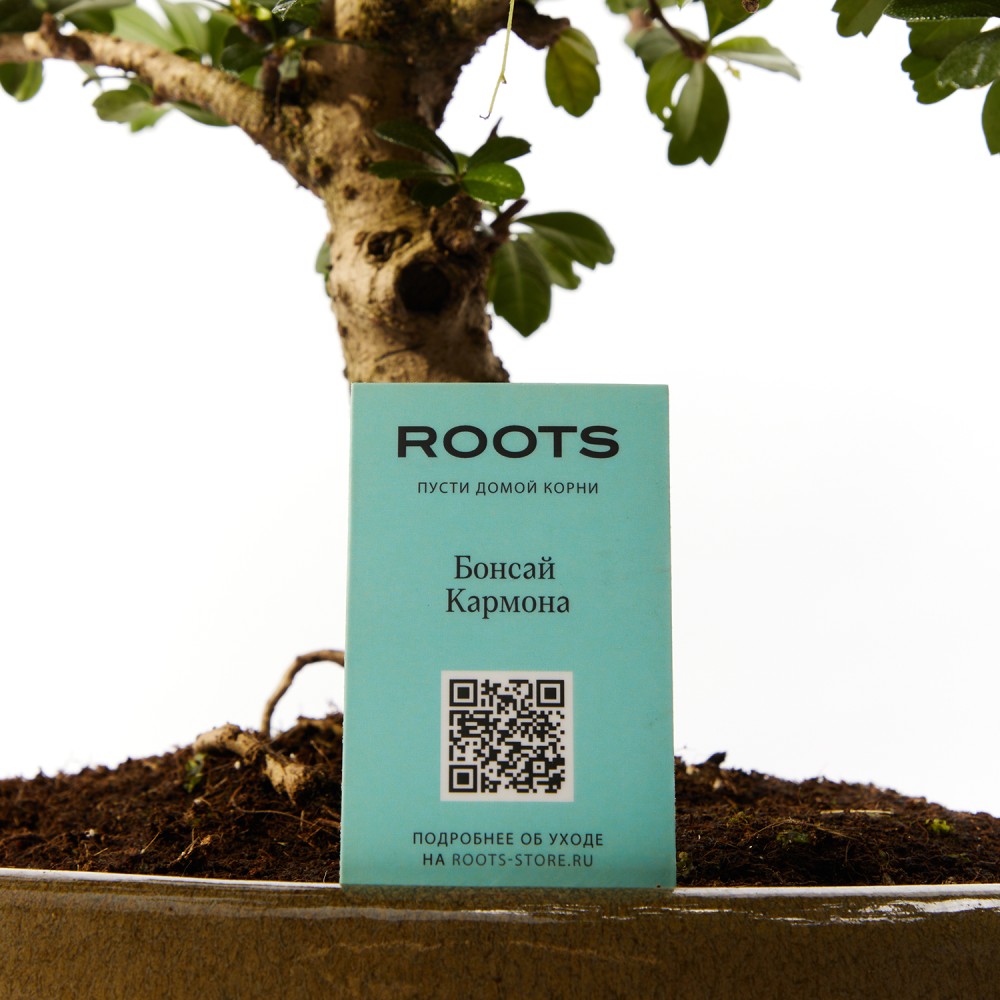 Бонсай Кармона