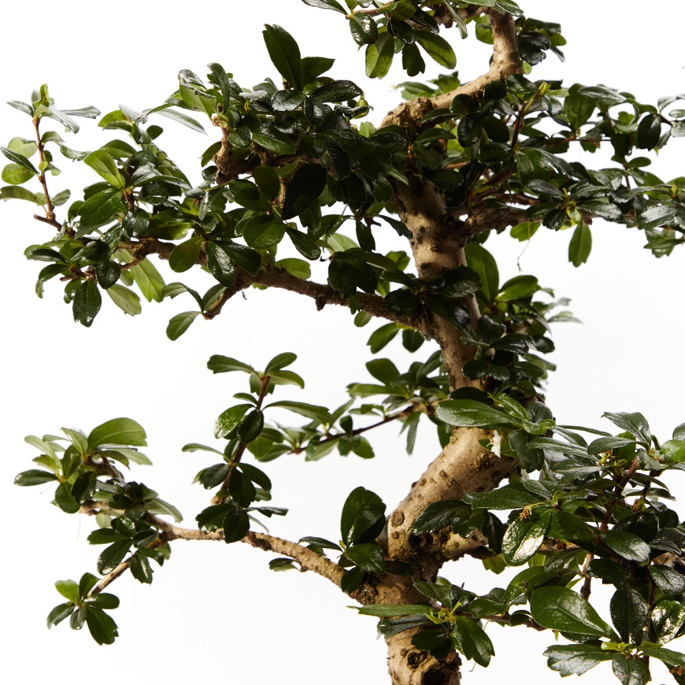 Бонсай Кармона