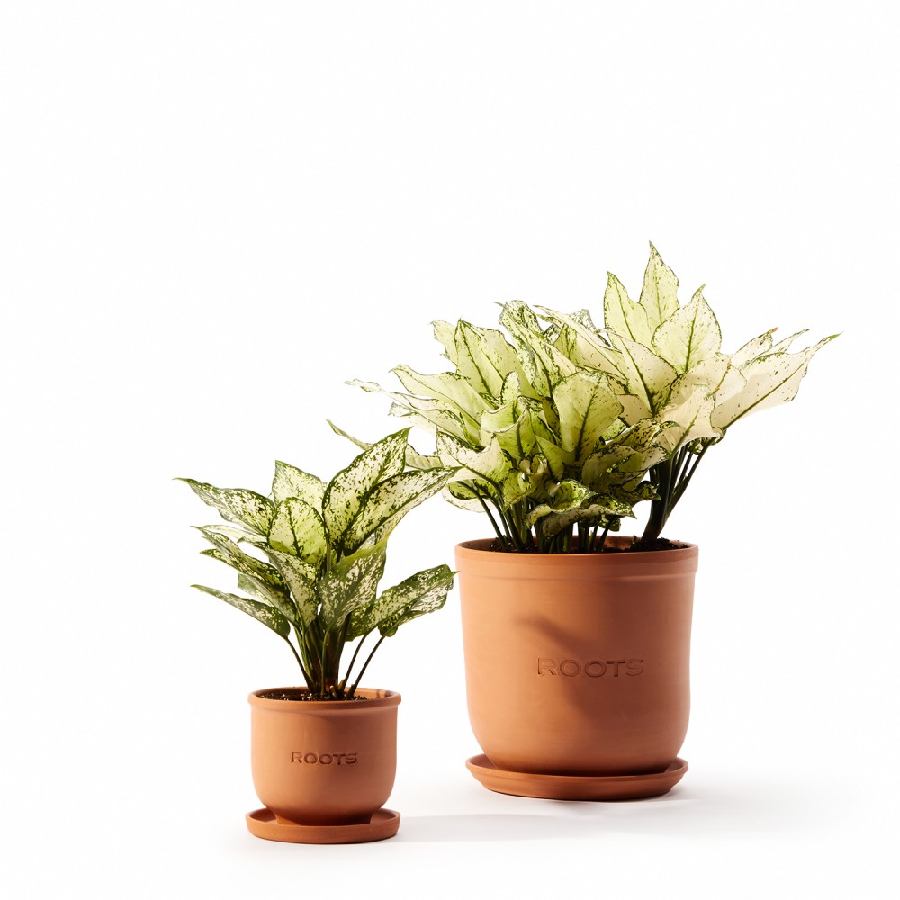 Аглаонема Вайт Киви Аглаонема Вайт Киви