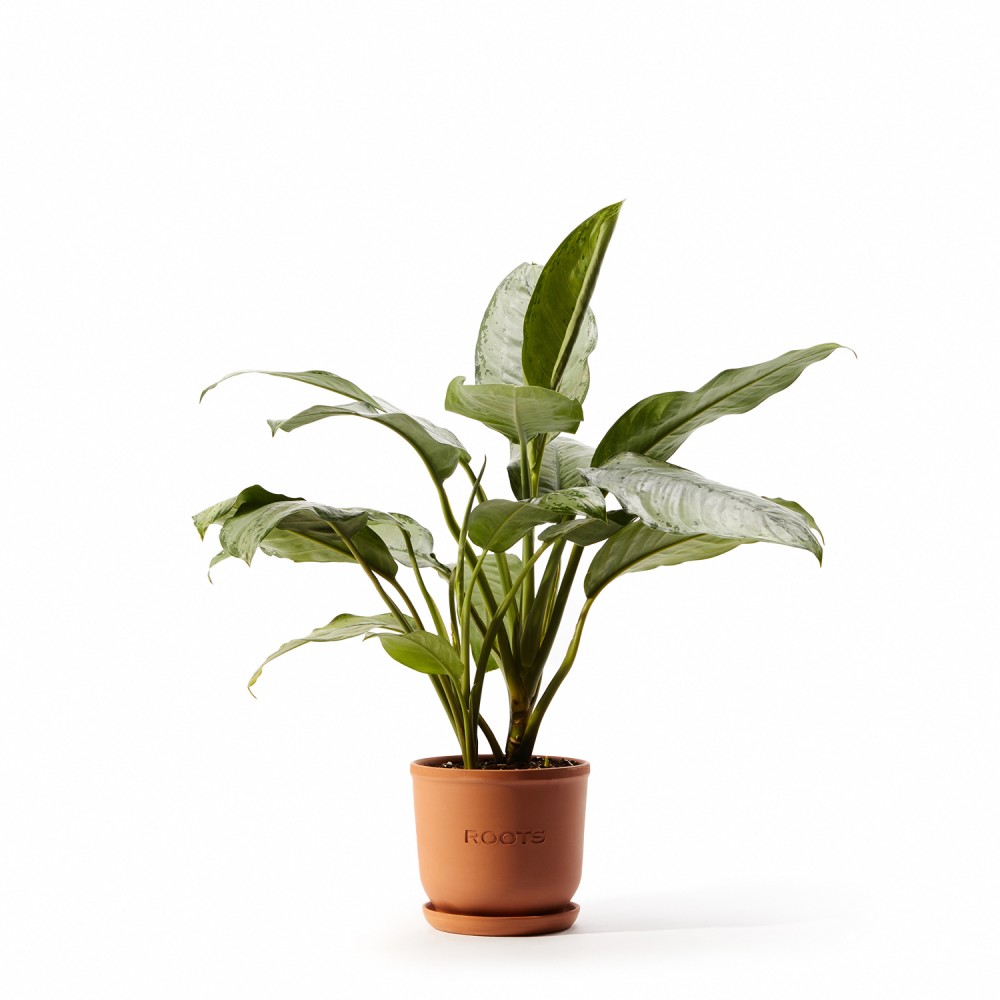 Аглаонема Фридман Аглаонема Фридман