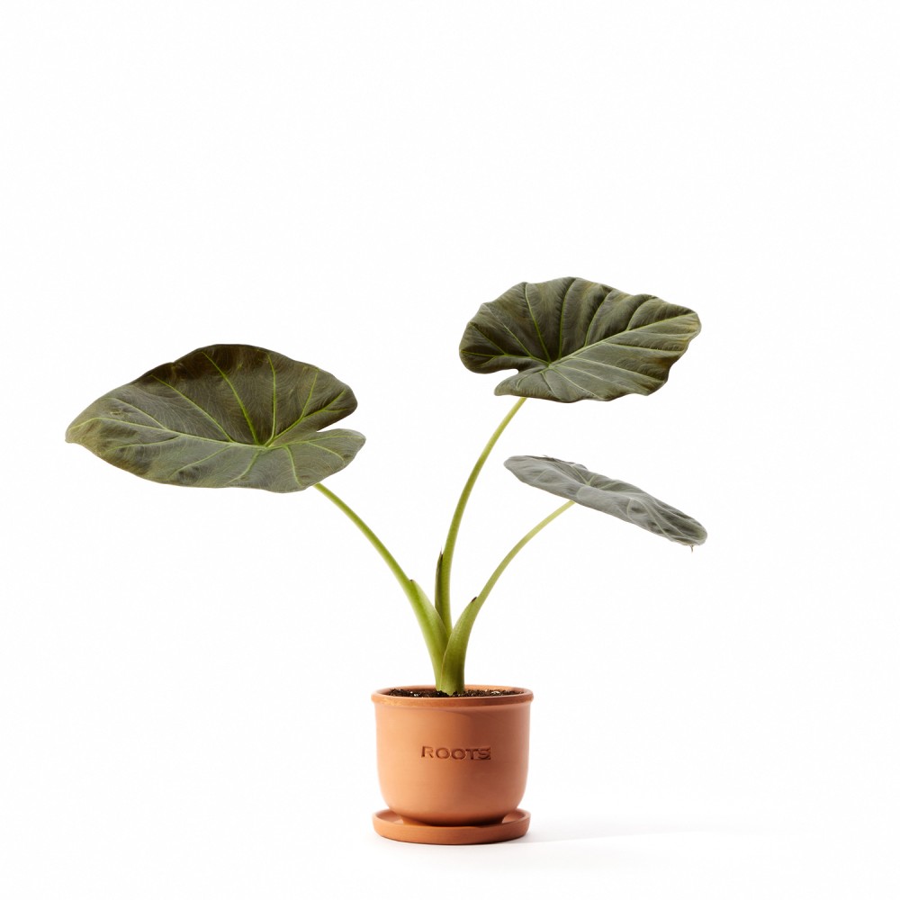 Алоказия Регал Шилдс Алоказия Регал Шилдс