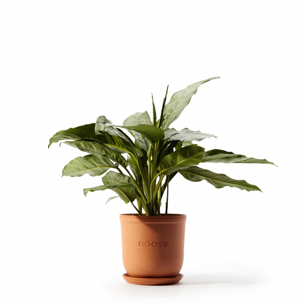 Аглаонема Фридман Аглаонема Фридман