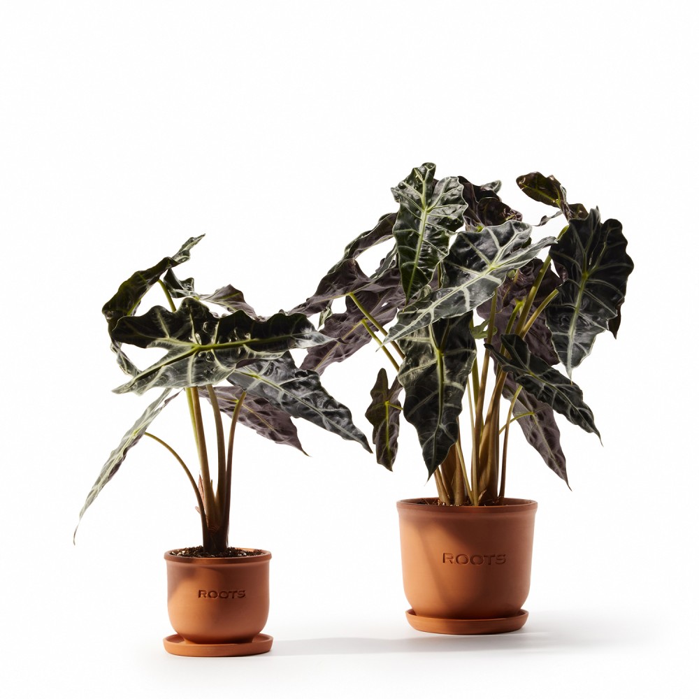 Алоказия Полли