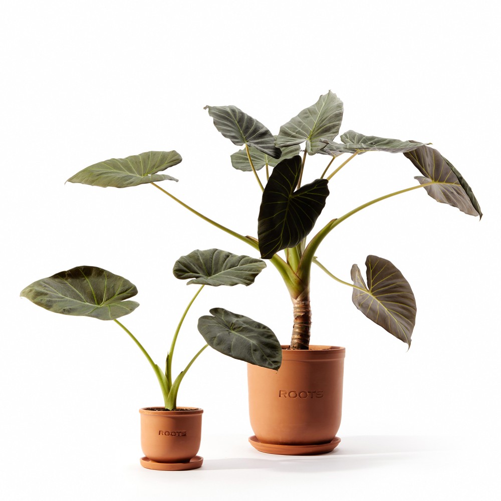 Алоказия Регал Шилдс Алоказия Регал Шилдс