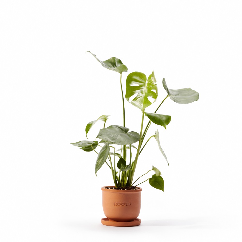 Монстера Делициоза Монстера Делициоза