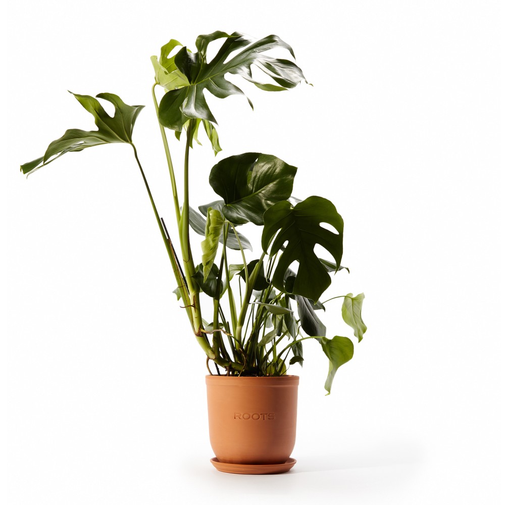 Монстера Делициоза Монстера Делициоза