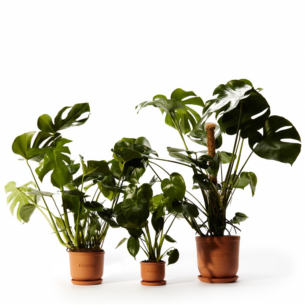 Монстера Делициоза Монстера Делициоза