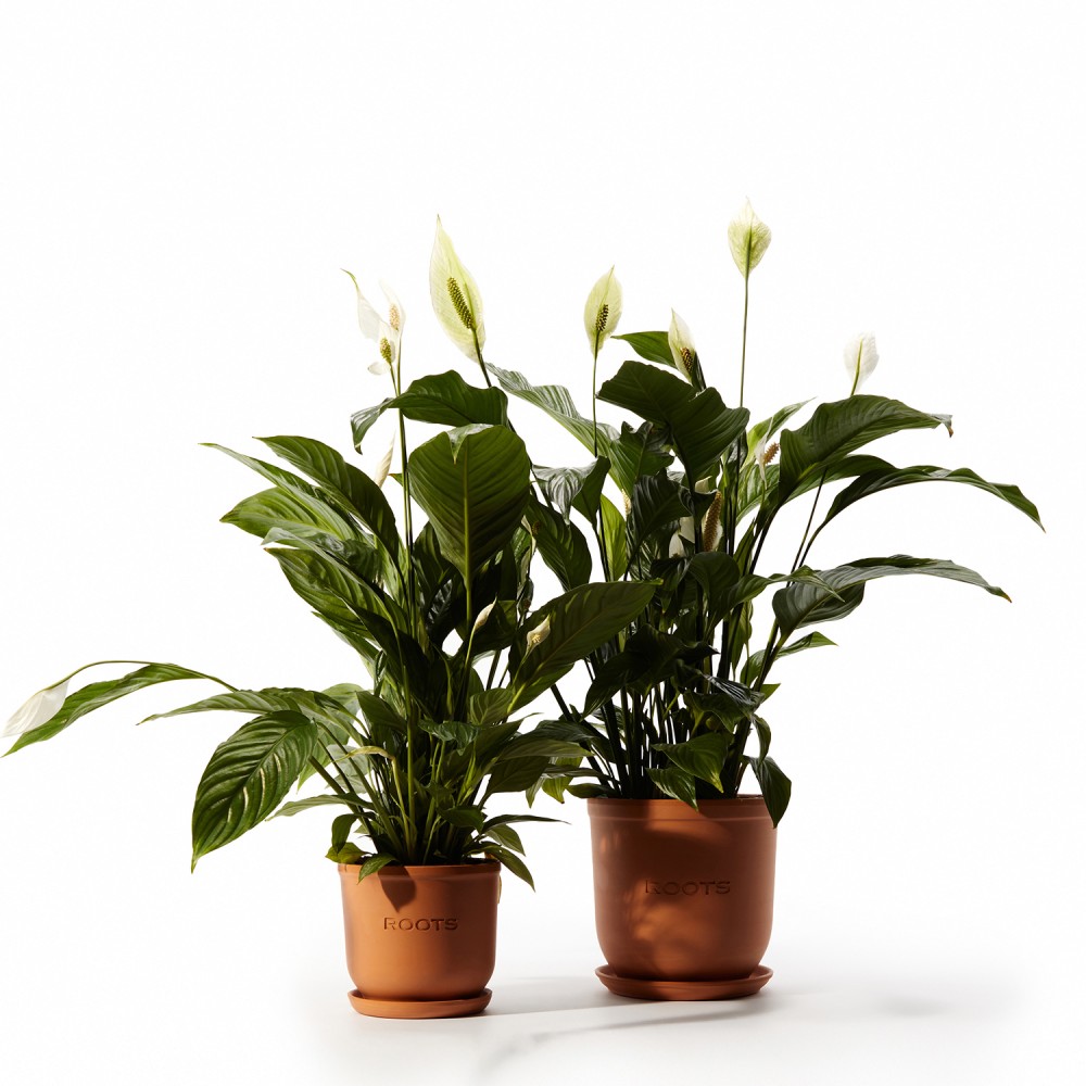 Спатифиллум Свит Чико Спатифиллум Свит Чико