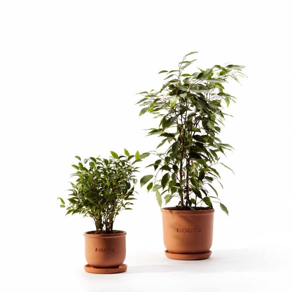 Фикус Бенджамина