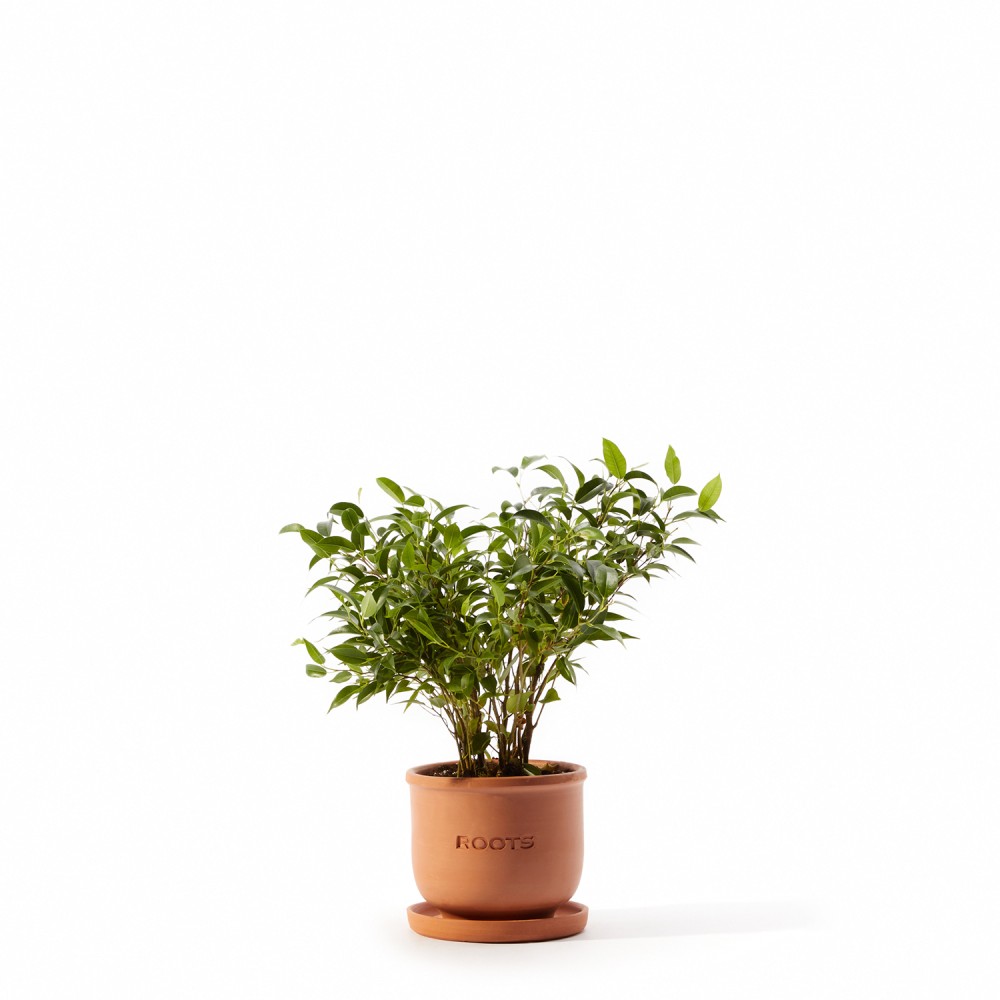 Фикус Бенджамина