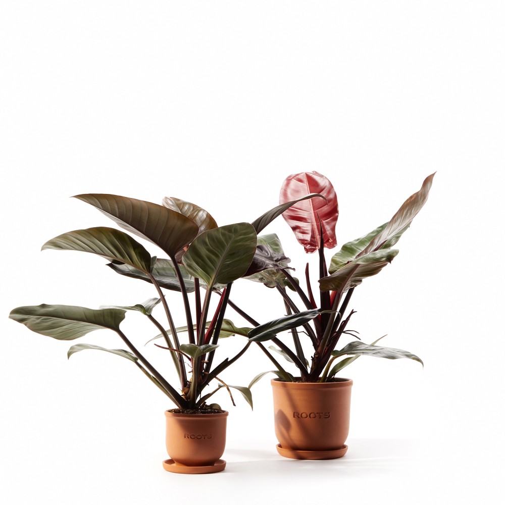 Филодендрон Империал Ред