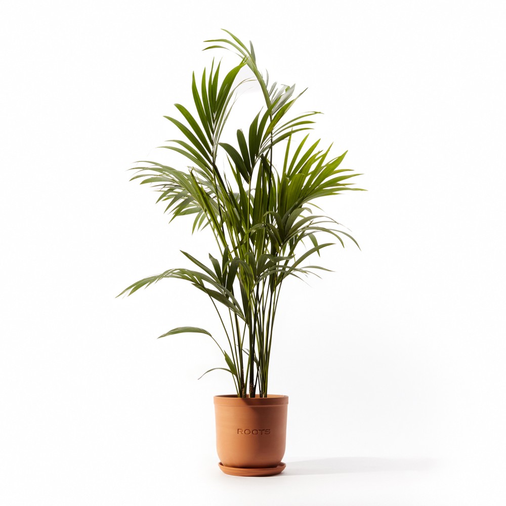 Ховея Форстериана Ховея Форстериана