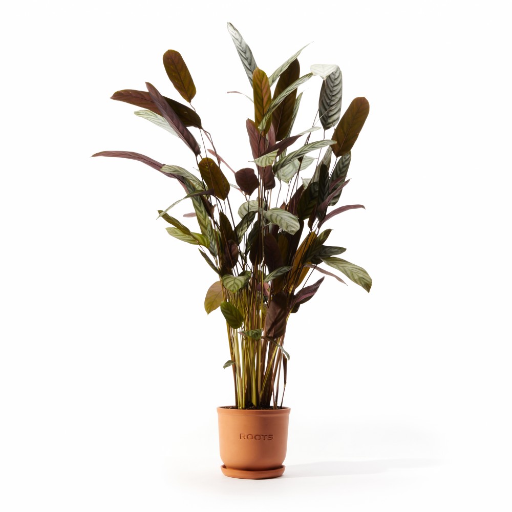 Ктенанта Сетоса Ктенанта Сетоса