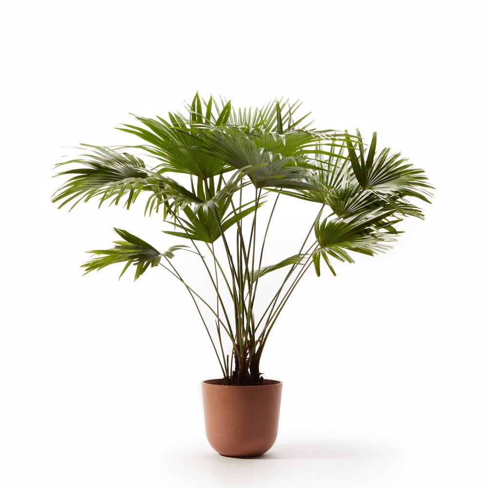 Ливинстона Ротундифолиа Ливинстона Ротундифолиа