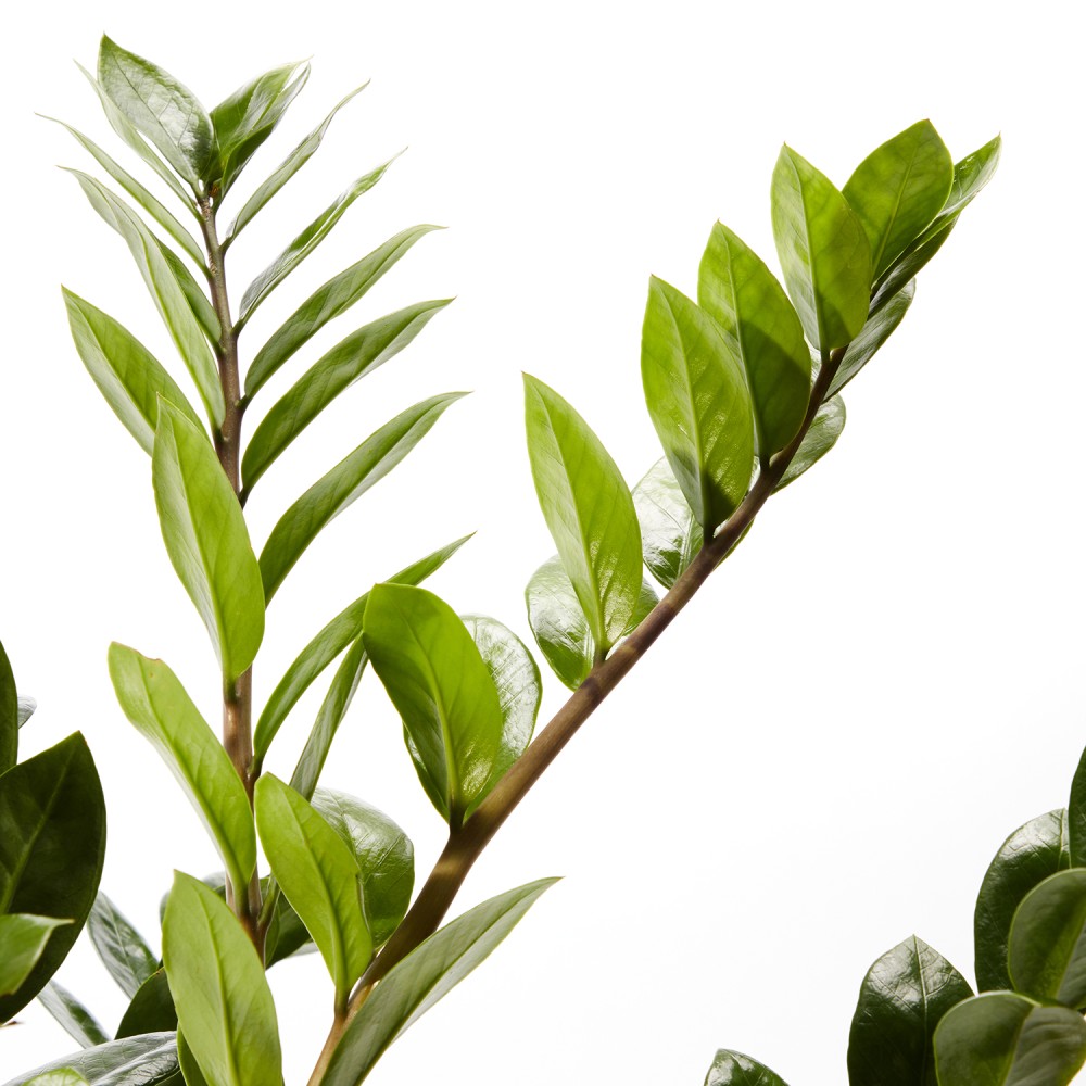 Замиокулькас