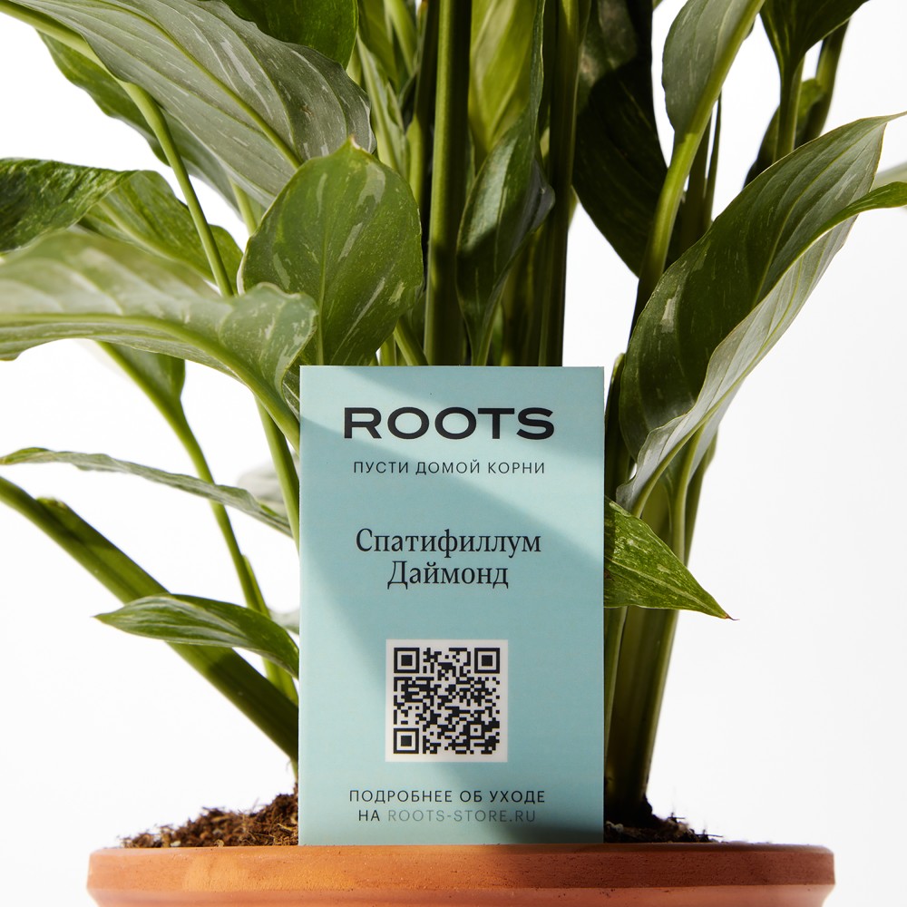Спатифиллум Даймонд Спатифиллум Даймонд