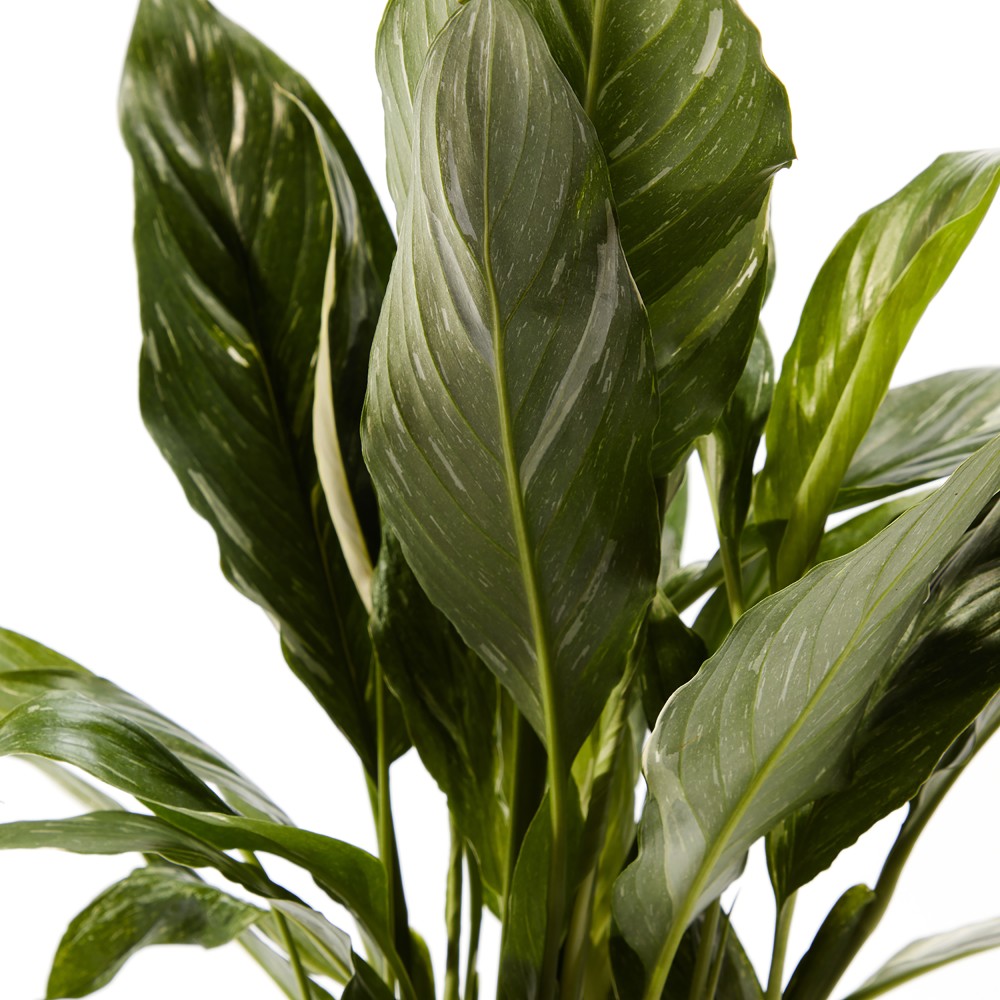 Спатифиллум Даймонд Спатифиллум Даймонд