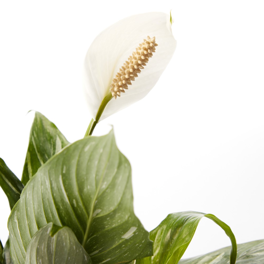 Спатифиллум Даймонд Спатифиллум Даймонд