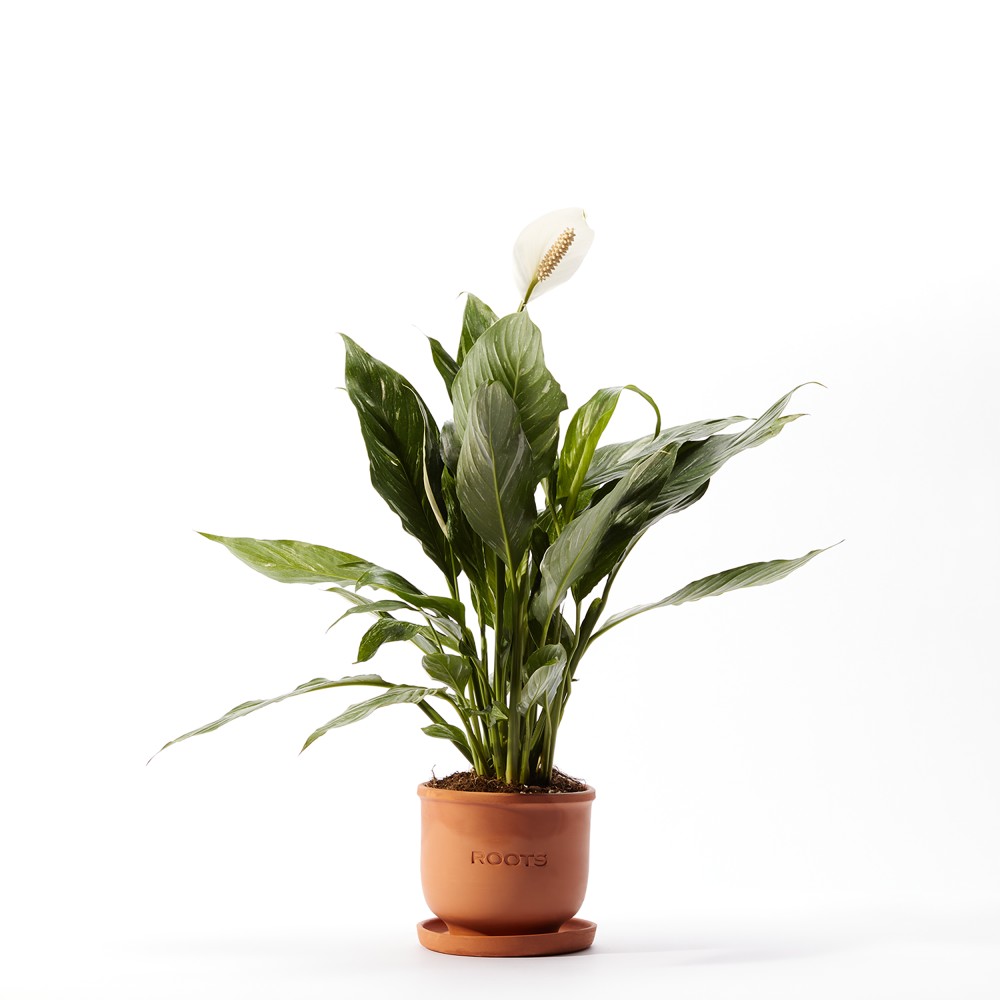 Спатифиллум Даймонд Спатифиллум Даймонд