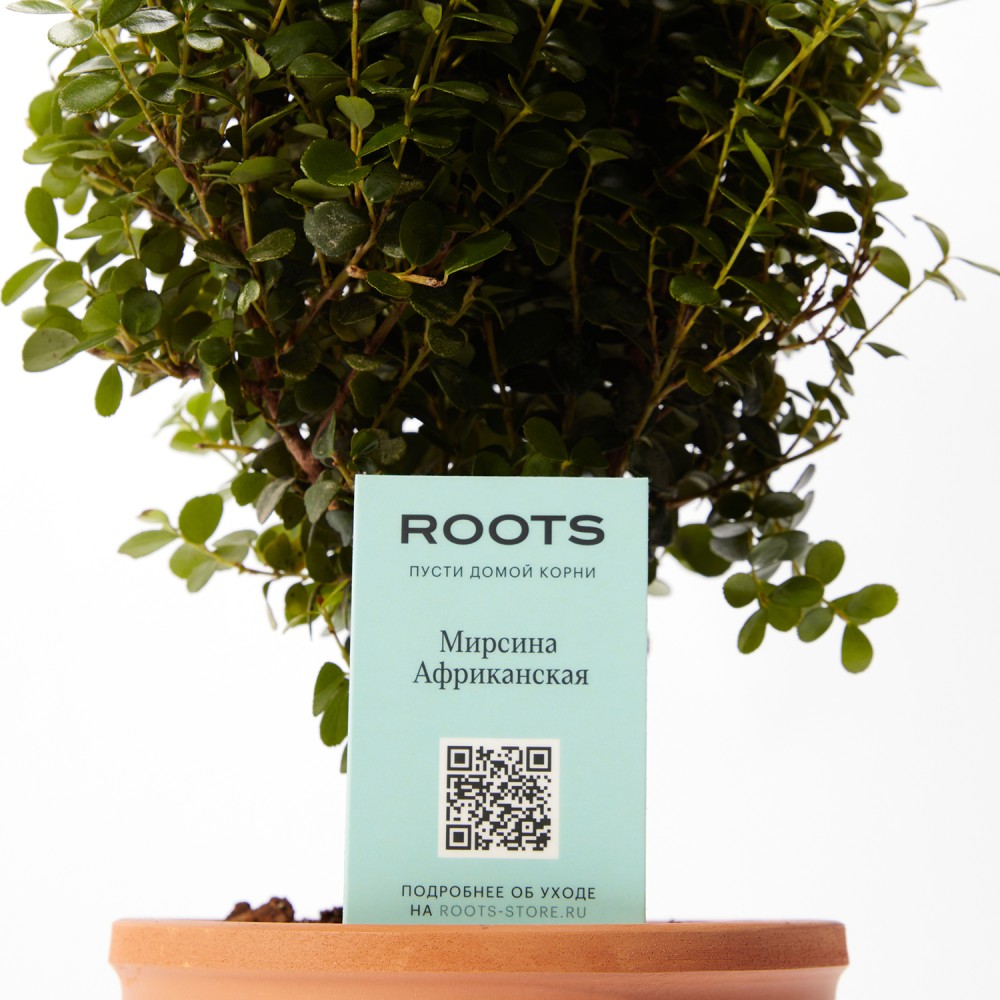 Мирсина Африканская Мирсина Африканская