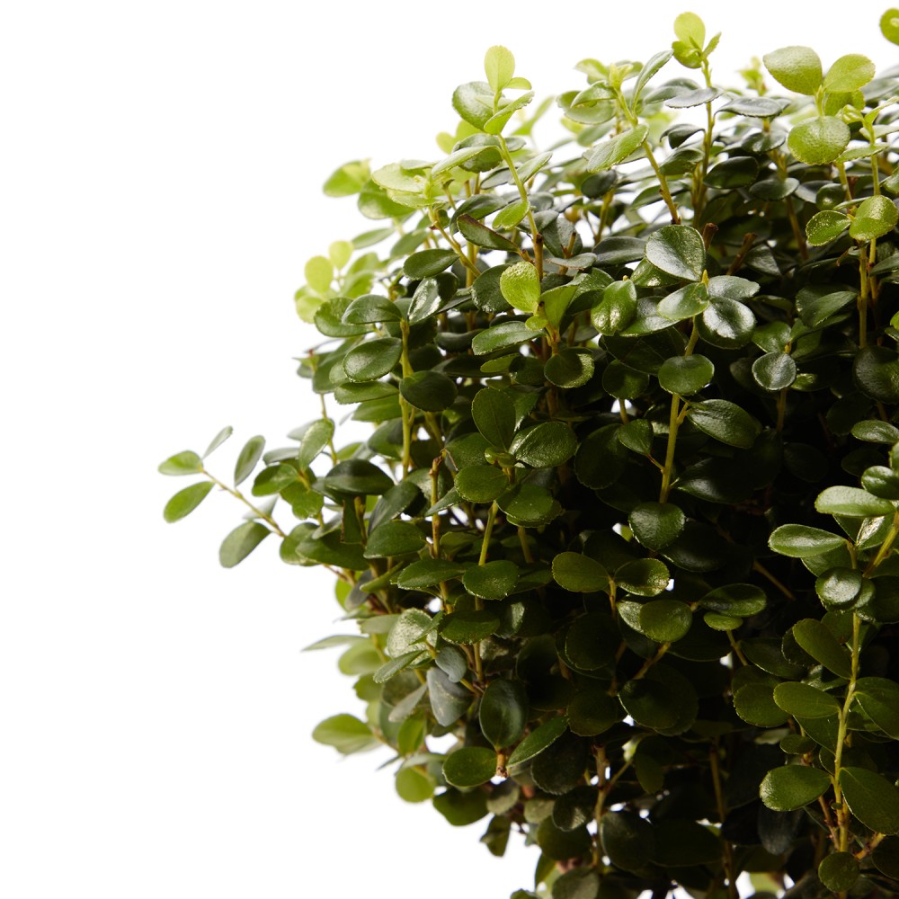 Мирсина Африканская Мирсина Африканская