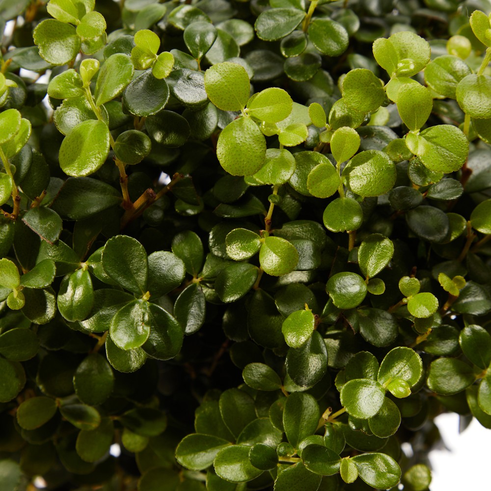 Мирсина Африканская Мирсина Африканская