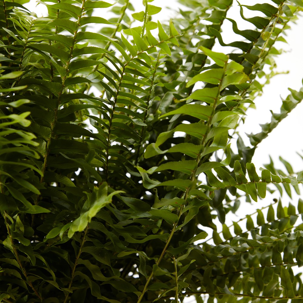 Нефролепсис Грин Леди Нефролепсис Грин Леди