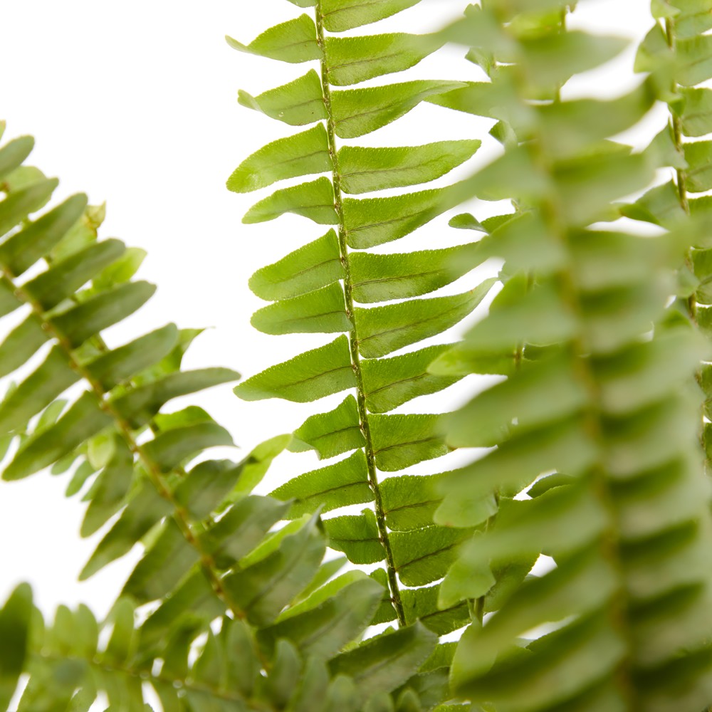 Нефролепсис Грин Леди Нефролепсис Грин Леди