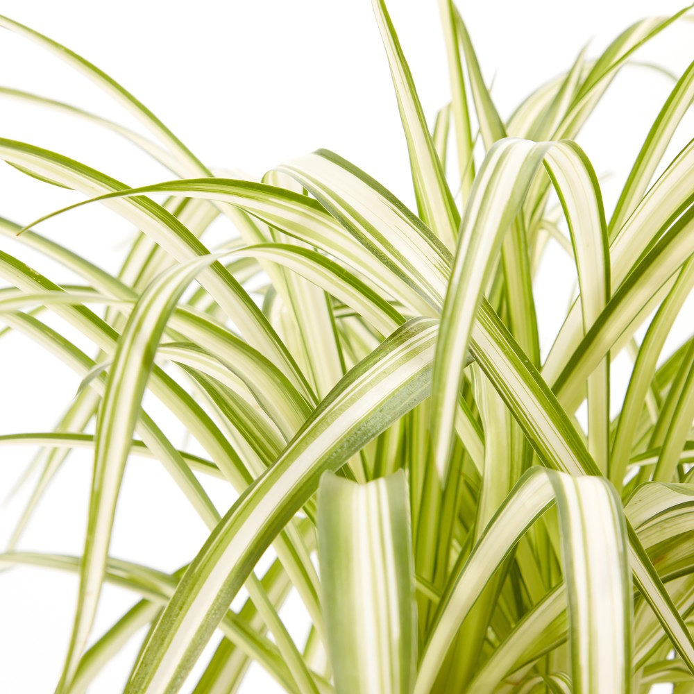 Plants set 01 Plants set 01