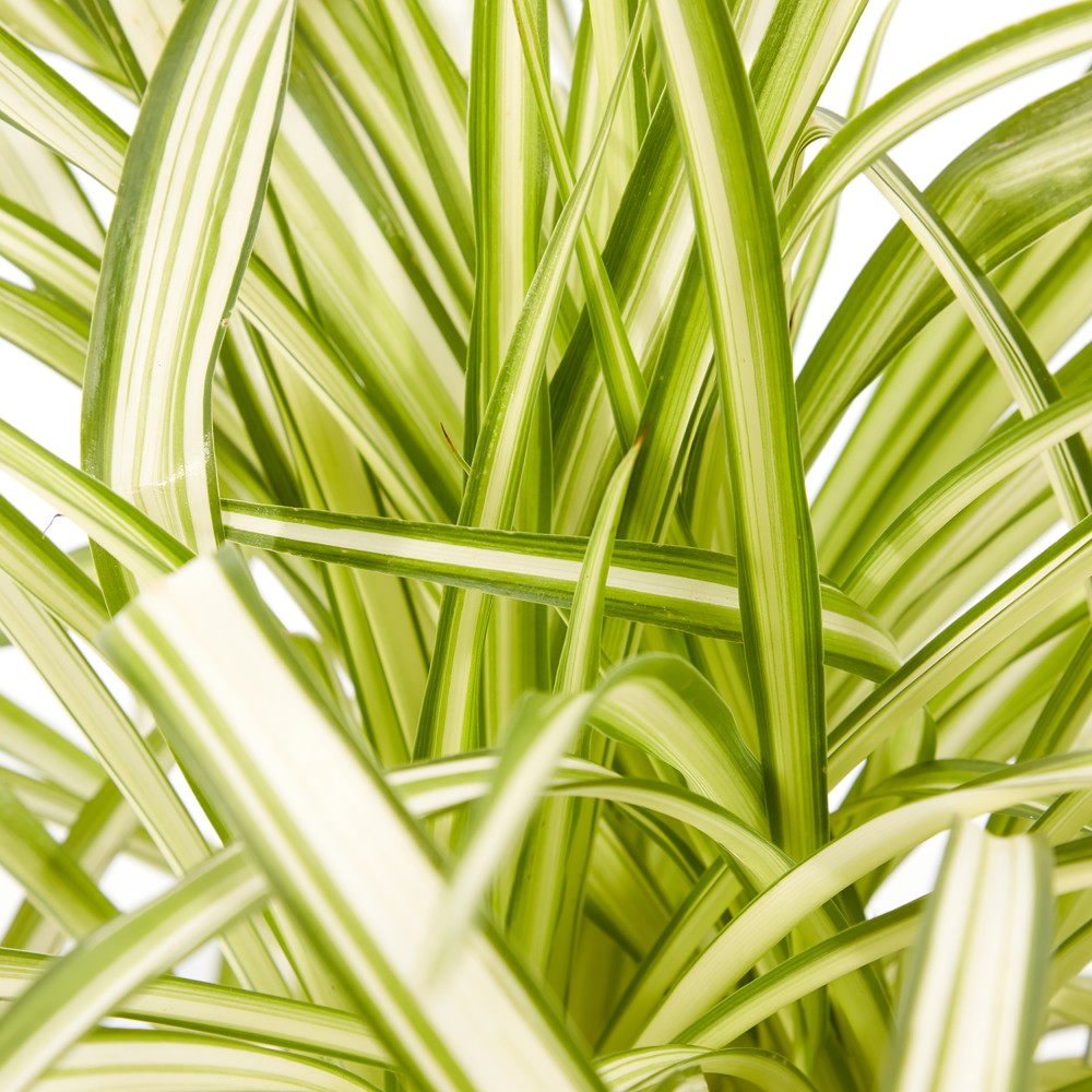 Plants set 01 Plants set 01