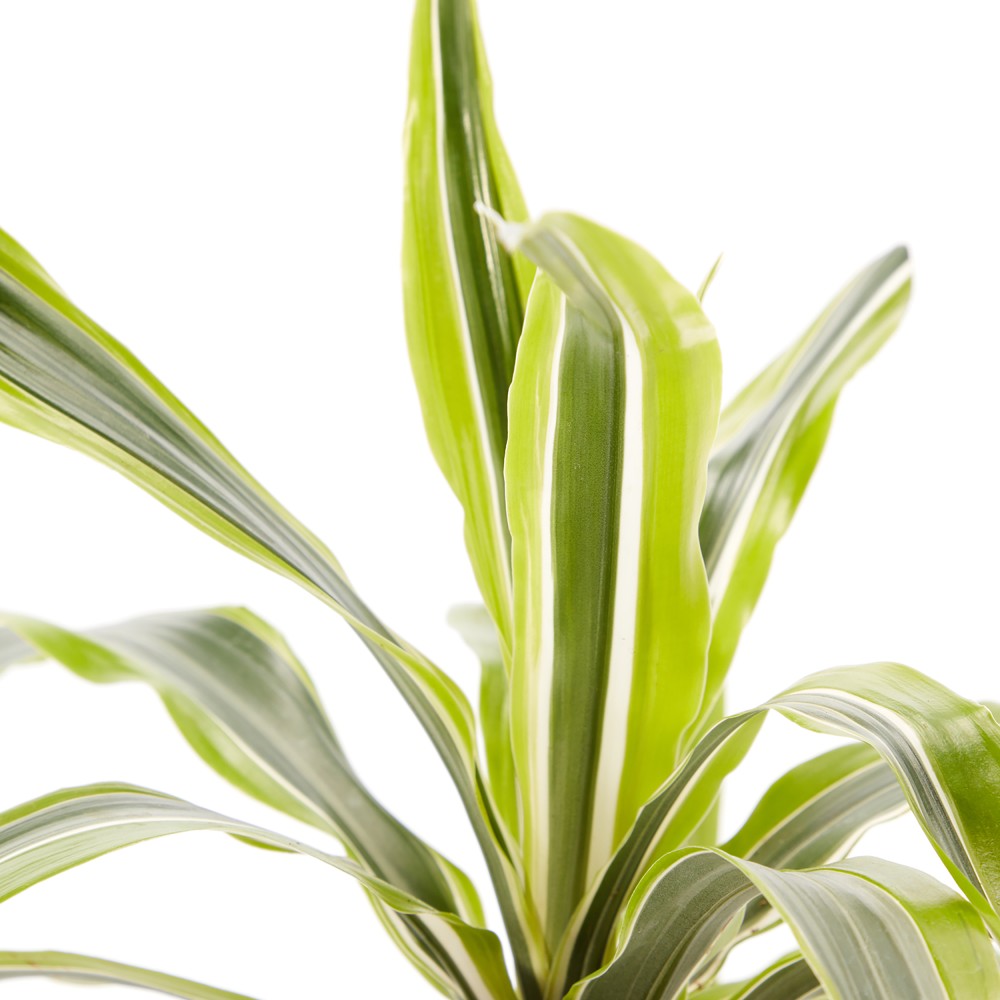 Plants set 01 Plants set 01