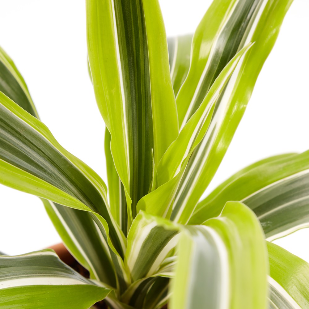 Plants set 01 Plants set 01