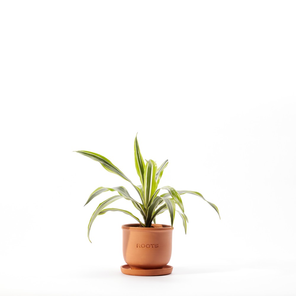 Plants set 01 Plants set 01