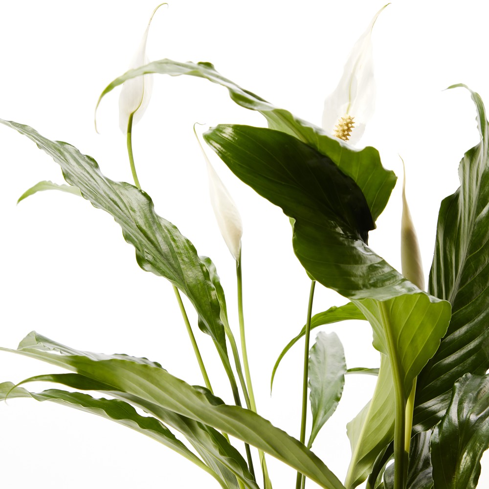 Plants set 01 Plants set 01