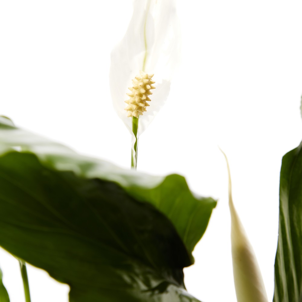 Plants set 01 Plants set 01