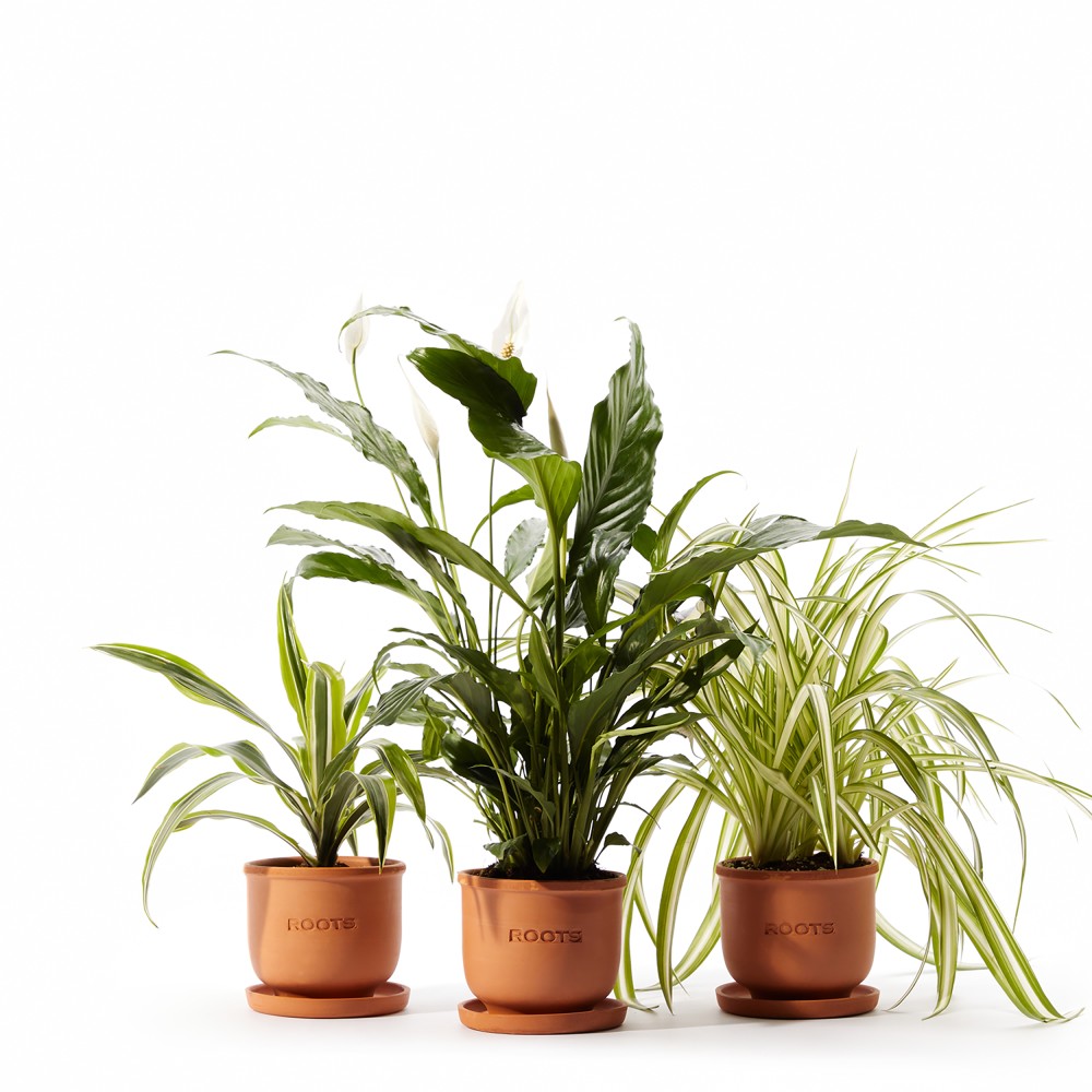 Plants set 01 Plants set 01