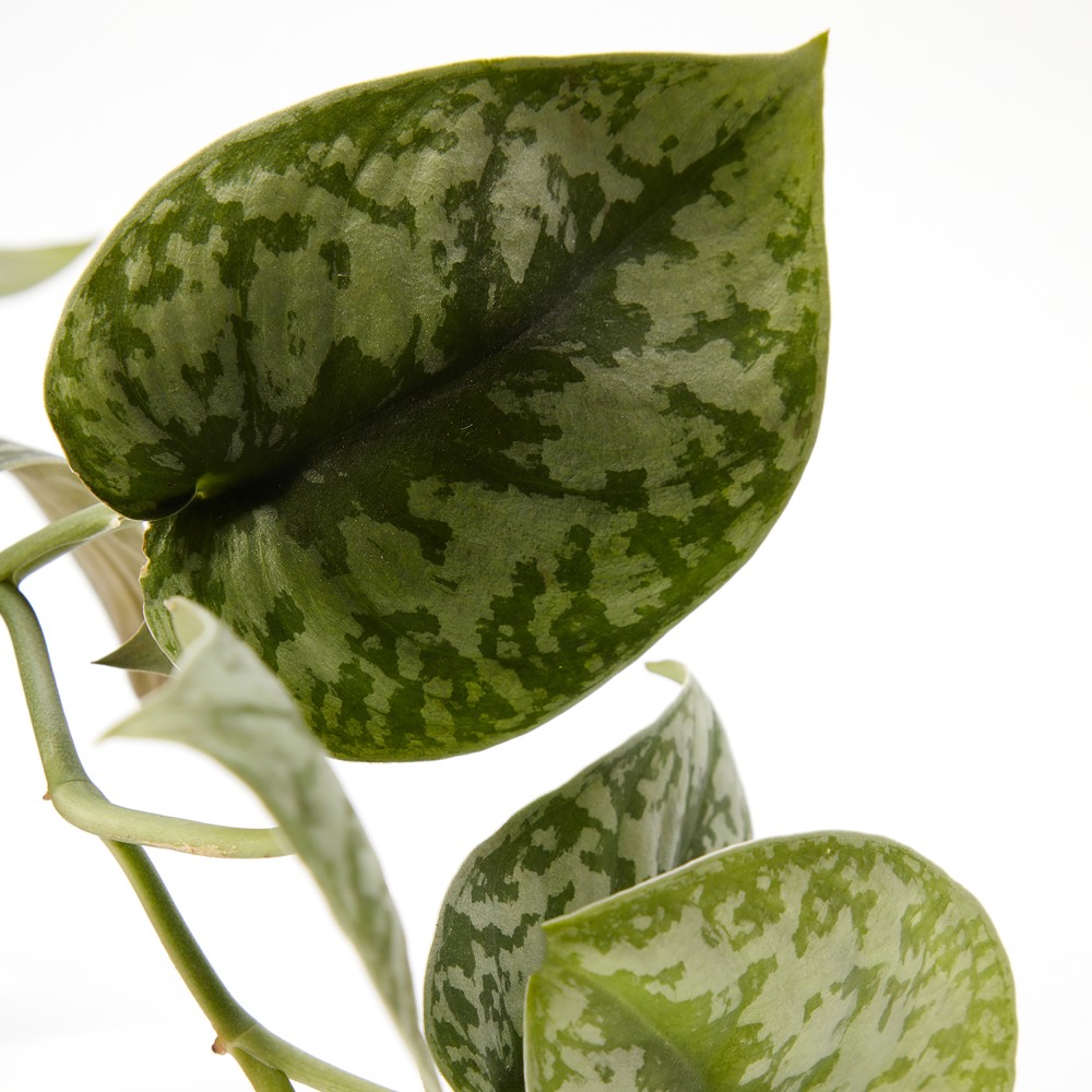 Plants set 05 Plants set 05