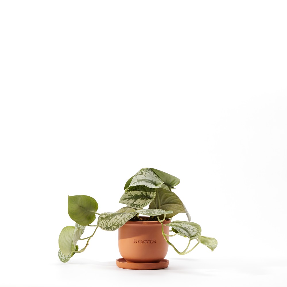 Plants set 05 Plants set 05