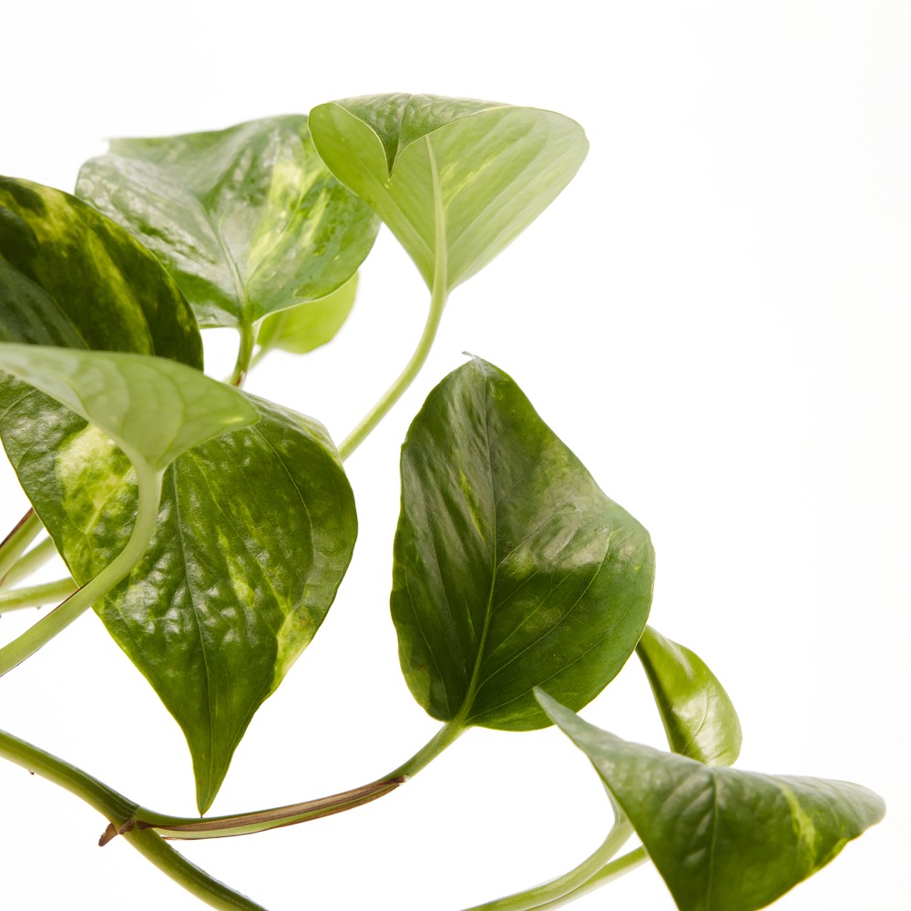 Plants set 05 Plants set 05