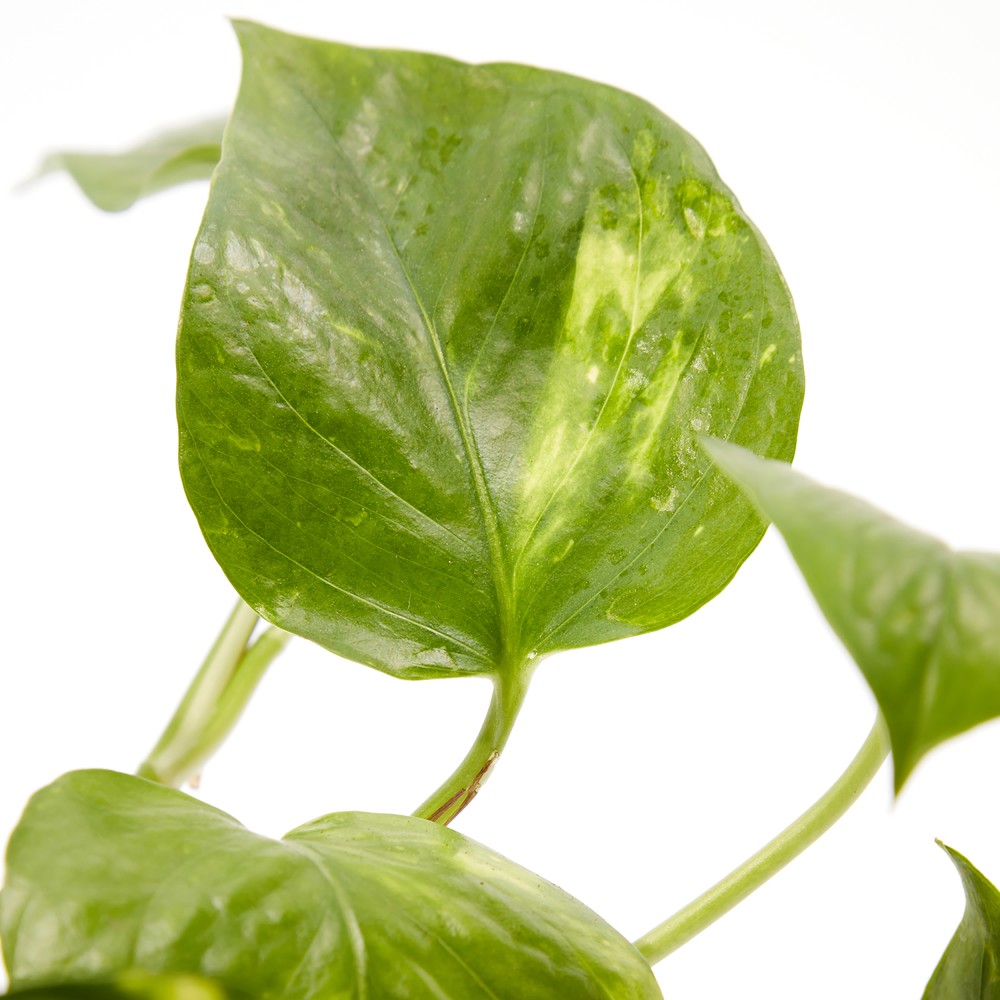 Plants set 05 Plants set 05